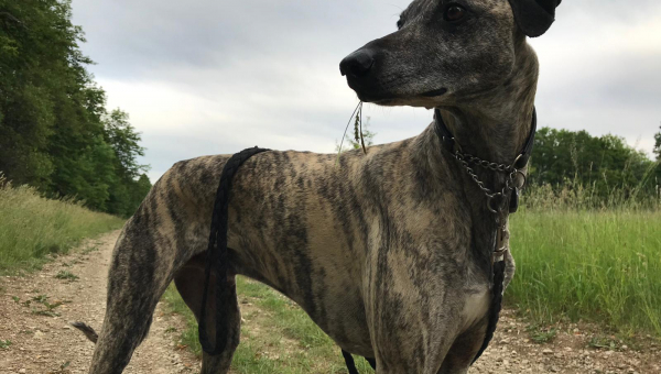 Aziz, der Sloughi-Prinz